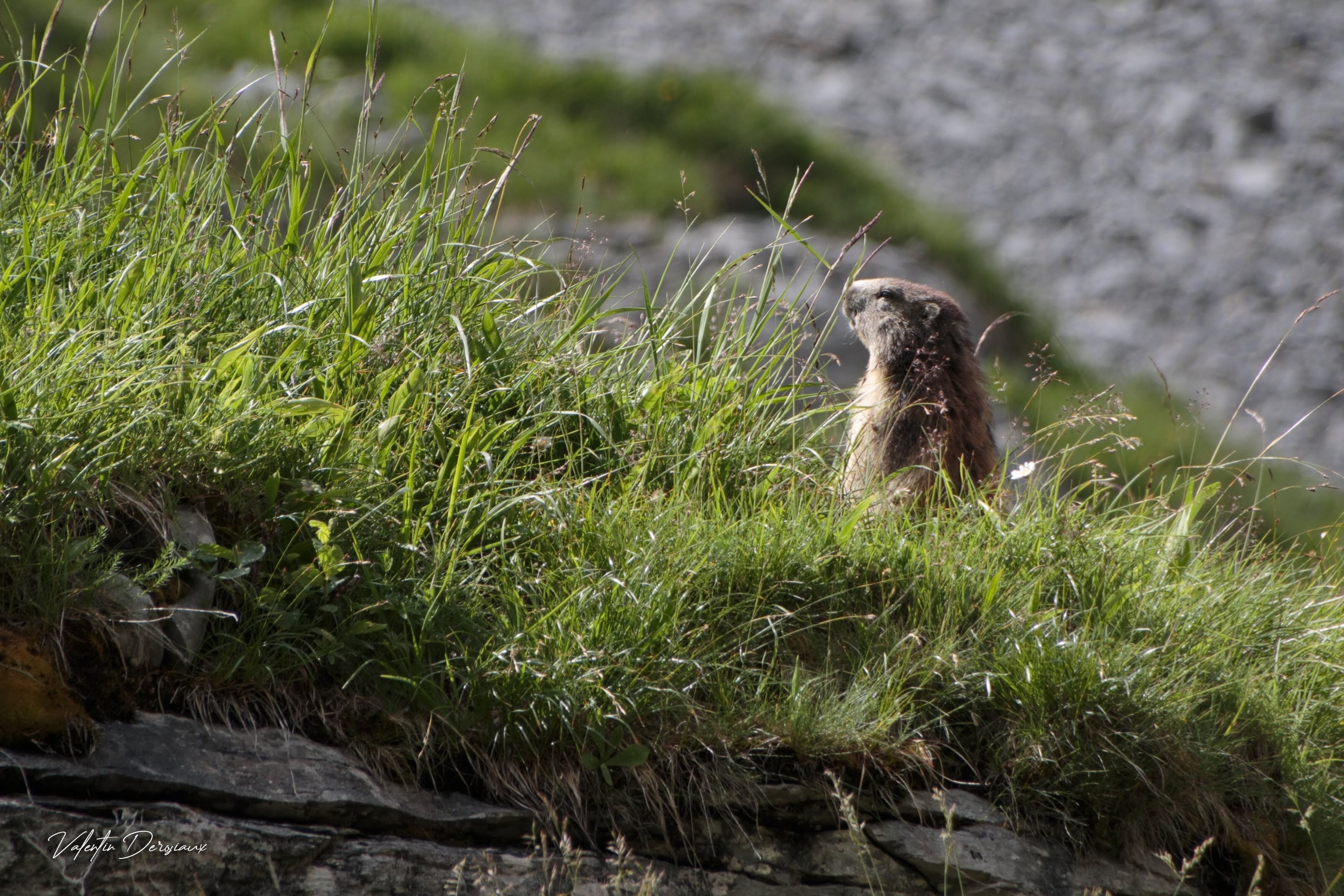 Et la Marmotte...